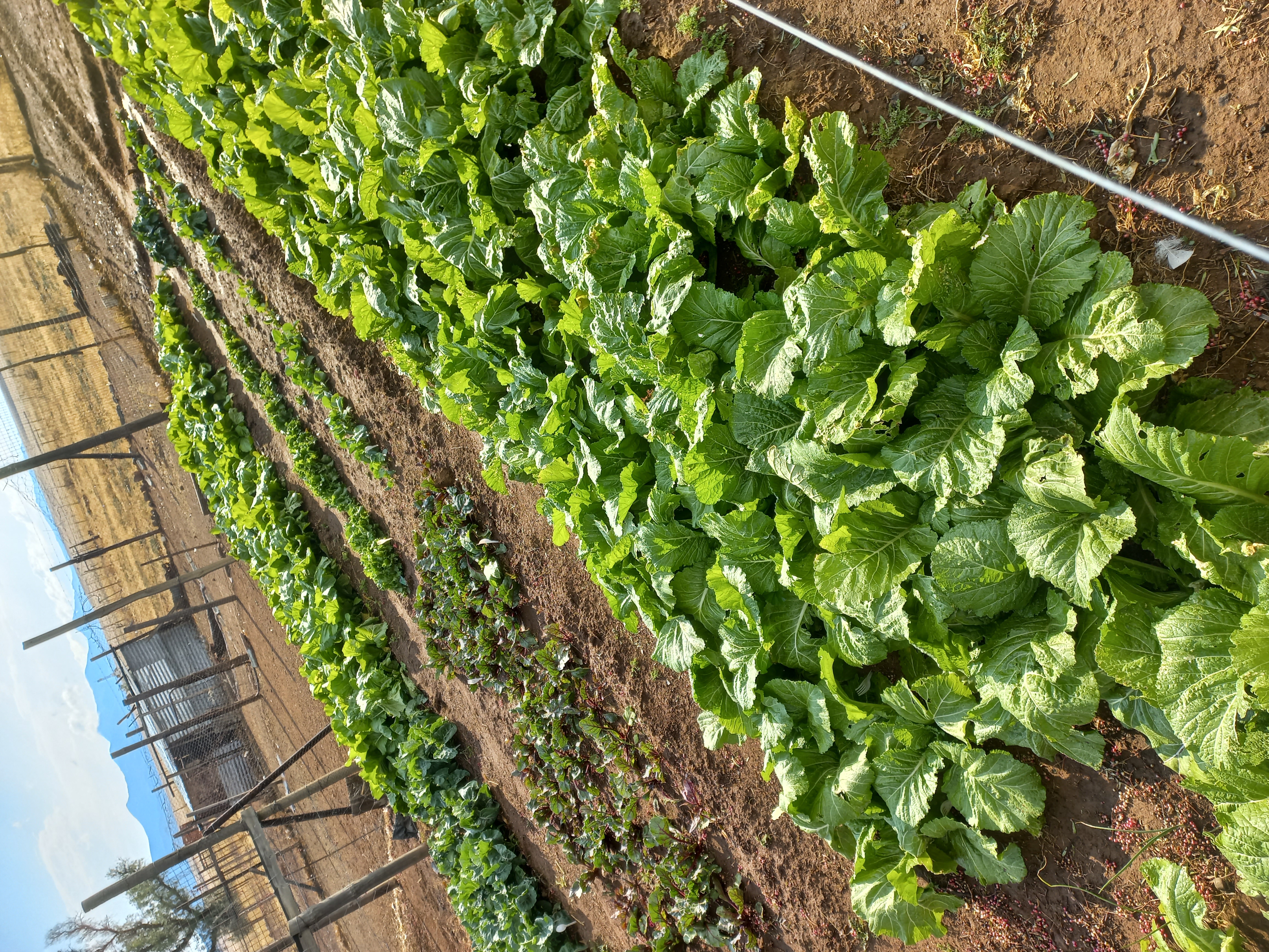 Vegetable garden